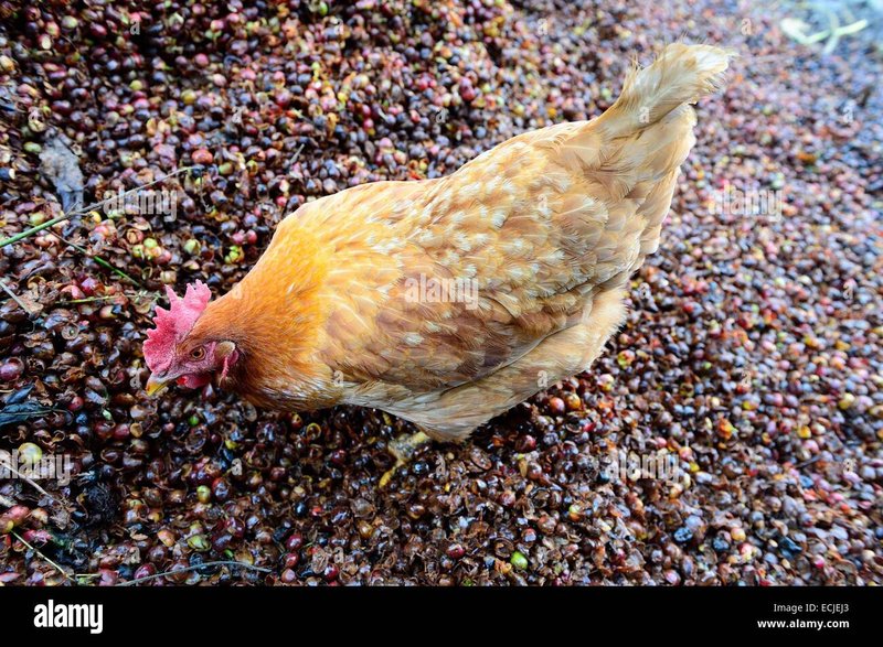 Jugar chicken road, chicken road